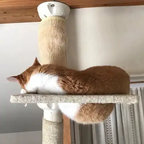 猫咪胖不胖肚子说了算
