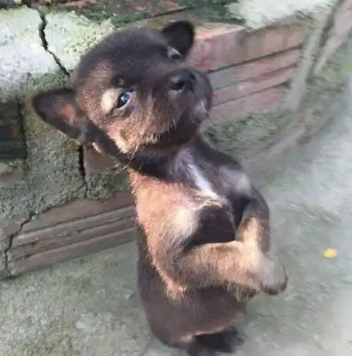 狗子搞事被罚站,大黄狗看见帮小家伙一把,网友好兄弟一辈子
