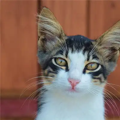 小猫咪头像,顽皮淘气的小猫咪图片
