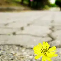 个性唯美清新意境头像尽享风中那淡淡的花香和迷人的爽意
