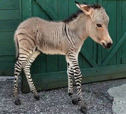 28张的罕见图片,一看就停不下来
