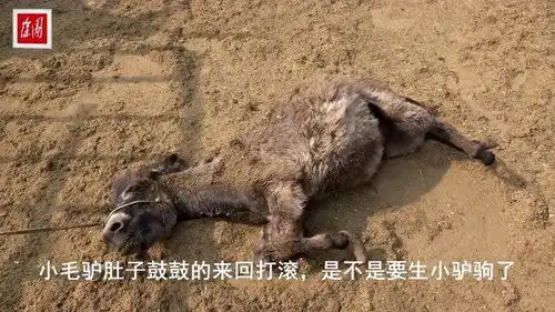 小毛驴肚子鼓鼓的在地上来回打滚以为要生,主人说不是那是怎么了
