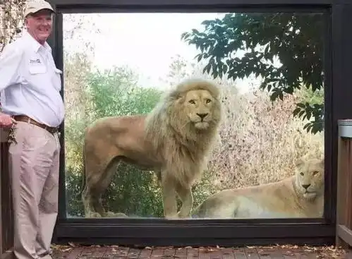 跟黑熊泡澡,与狮子共餐,在迪拜开房都没这刺激
