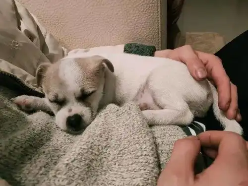 领养寻宠找主人都在这里来看看吧
