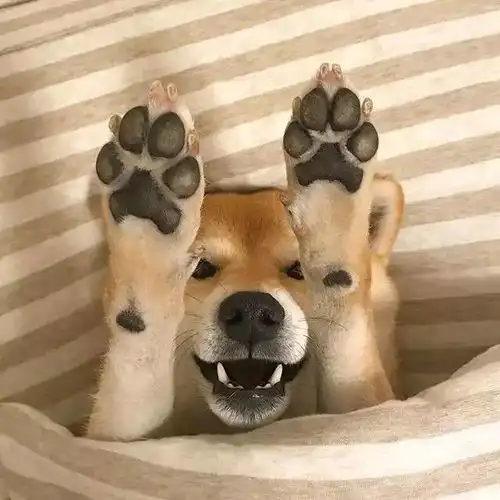 分享一只超级爱睡觉的萌柴,这不就是周末的你吗
