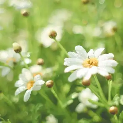 清新花朵头像清新淡雅小雏菊图片
