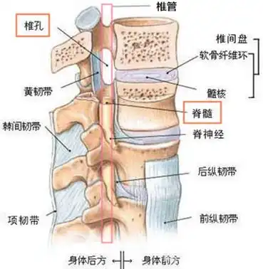 孩子后背有小尾巴警惕脊柱裂
