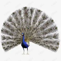 开屏的孔雀素材图片免费下载高清卡通手绘png千库网图片编号7862324
