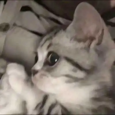 2021最火爆超萌可人小猫伴侣头像
