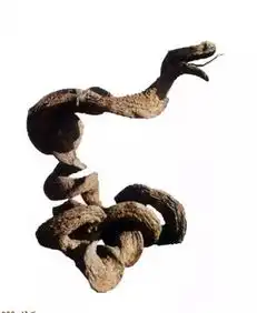 100种顶级太行崖柏,价值超十亿绝对震惊你的眼球
