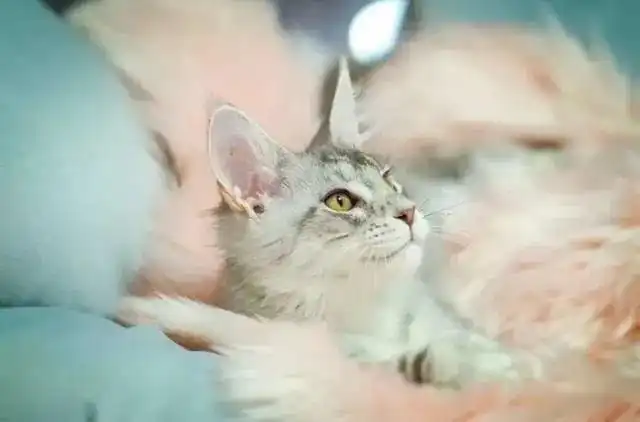 大型吸猫圣地限时9.9元任意撸猫猫1小时,还有赠饮
