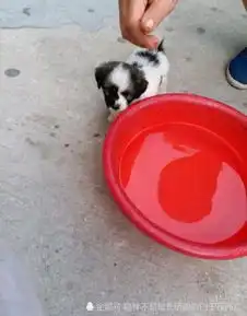 流浪小奶狗迷迷糊糊跑进院子,小家伙渴坏了,男孩这时不忍心了
