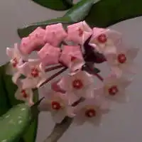 经典兰花微信头像招财好运兰花图片大全
