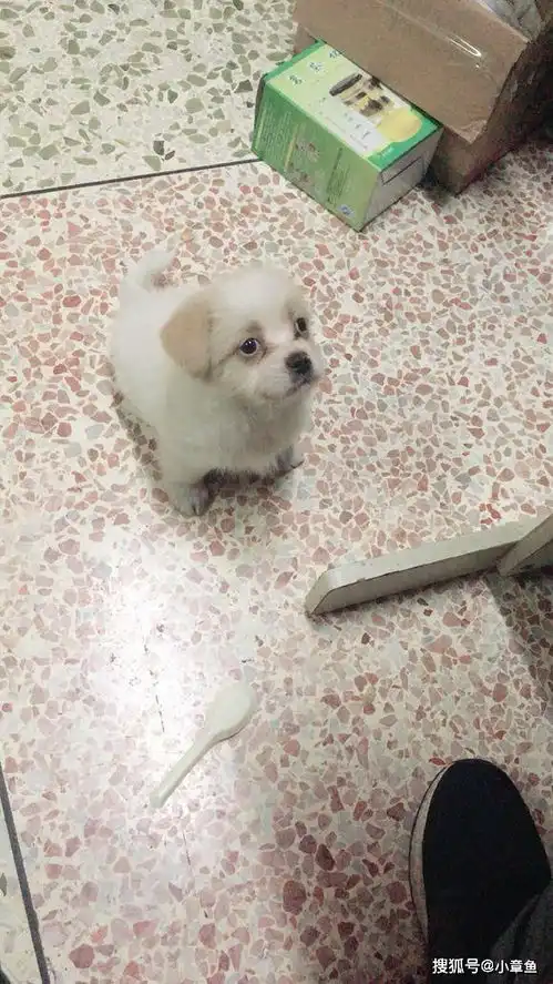 小奶狗在男子兜里拉屎被丢到路边,女孩抱着奄奄一息的小家伙哭了
