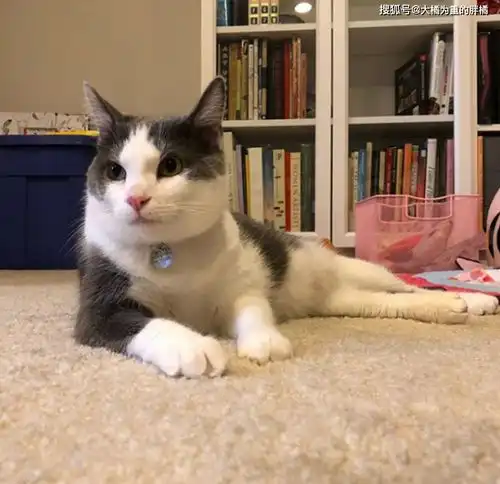 流浪小猫爱交友,傍上女子却遭到猫妈无视,高冷猫也被它征服
