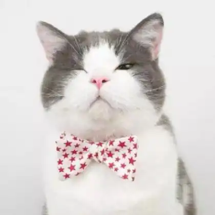 可爱猫咪情侣头像一对,又萌又搞笑的小猫
