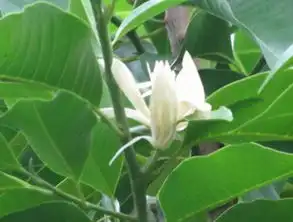 白兰花和白玉兰的区别有哪些哪个好
