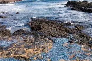 继兔子后,又一物种在澳大利亚泛滥,这下连中国游客都束手无策了
