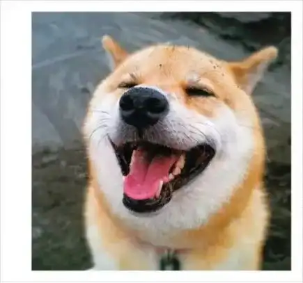 复旦大学张军平爱犯错的智能体视觉篇六外国的月亮比较圆
