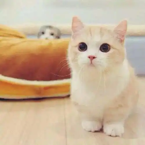 陈其昌可爱的猫咪
