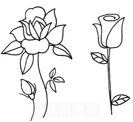 玫瑰怎么画简笔画图解
