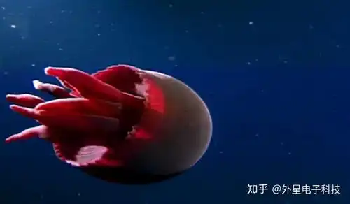 日本海蜇泛滥成灾怪中国,我们又该去怪谁专家科学结论最重要
