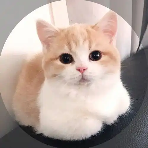 超软超奶的橘白小短腿喵喵怪懵懵呆呆惹人爱
