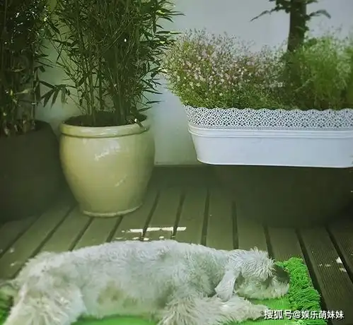 袁娅维晒出自己的豪宅,内部装修跟明星身份不搭,太普通了吧
