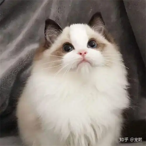 宠熙科普猫咪发腮就是这么简单
