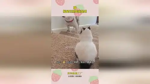 猫摇尾巴挑衅我是吧
