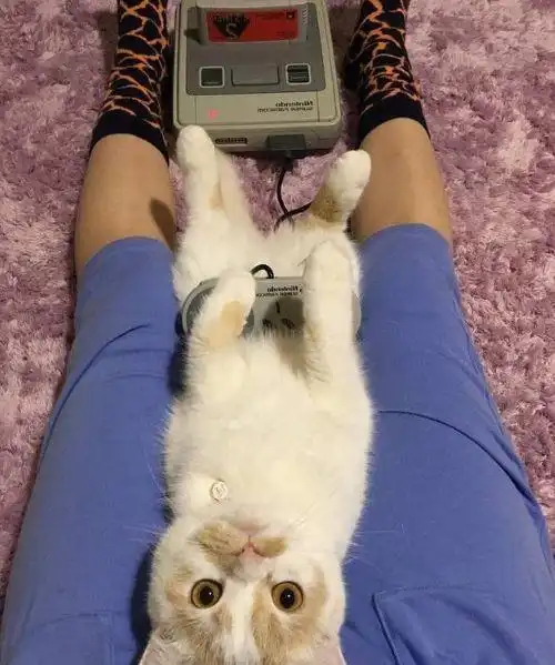 出差将猫咪交给男友,回来推门一看,气的想要将男友痛扁一顿
