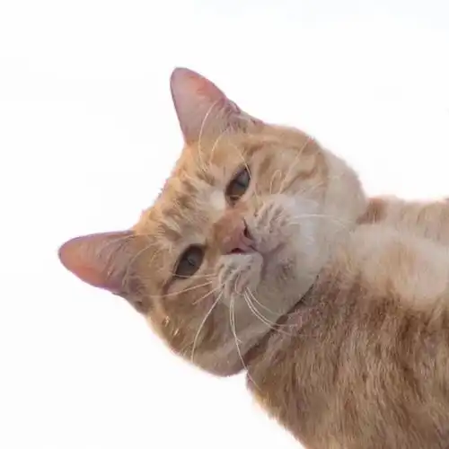 像萨克斯一样骚气的头像
