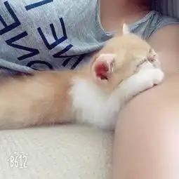 一只十分粘人的小奶猫就喜欢趴在主人身上睡
