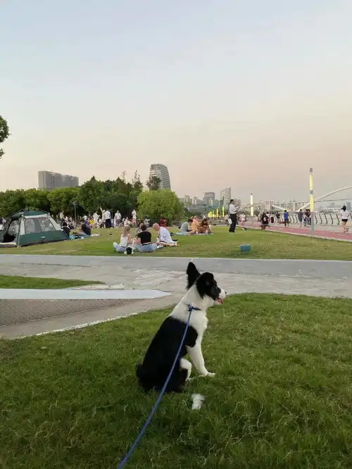 天天都在用的表情包猫咪,主人居然是个肌肉猛男
