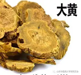 之大黄荆芥穗
