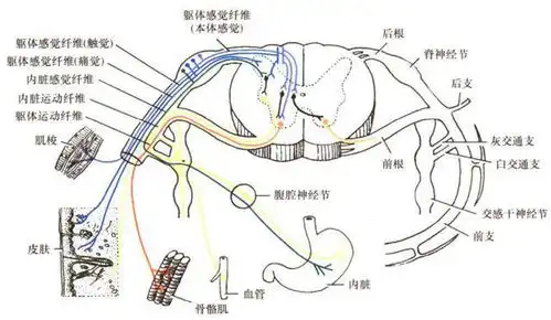 脊柱的神经支配及其相关疼痛
