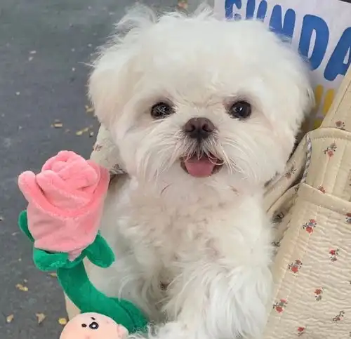 游戏菜鸟终于上钻石啦
