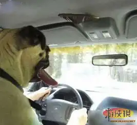 别带坏孩子,有什么冲我来囧图已与节操绝缘图片40游侠图库
