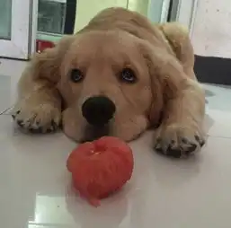 一只自带表情包的金毛犬,各种搞笑的表情
