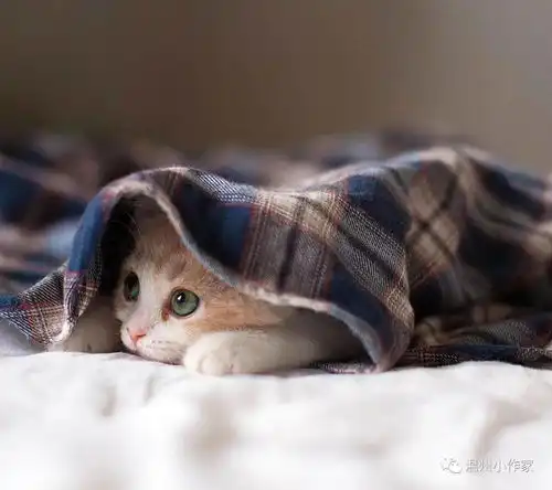 洪烽轩掌声响起no.3515
