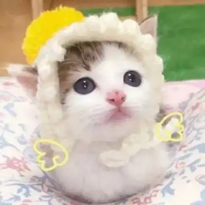 关于猫咪的情侣头像一对,今天这是第四波了

