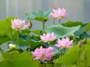 确认过眼神这就是你此刻最需要的清凉
