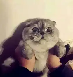 萌萌哒小猫咪情侣头像拿图点赞amp咕堆糖,美好生活研究所

