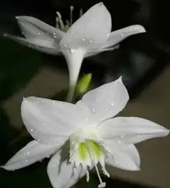 白兰花的功效与作用
