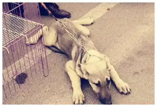 男子要出国,养了3年的狗200就卖了,狗狗的反应太过真实看哭了
