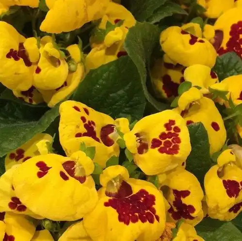 家里养盆钱袋子花,新的一年祈祷好运,招财进宝好兆头
