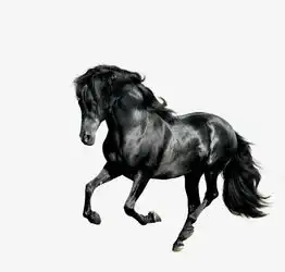 黑色的马素材图片免费下载高清png千库网图片编号6419610
