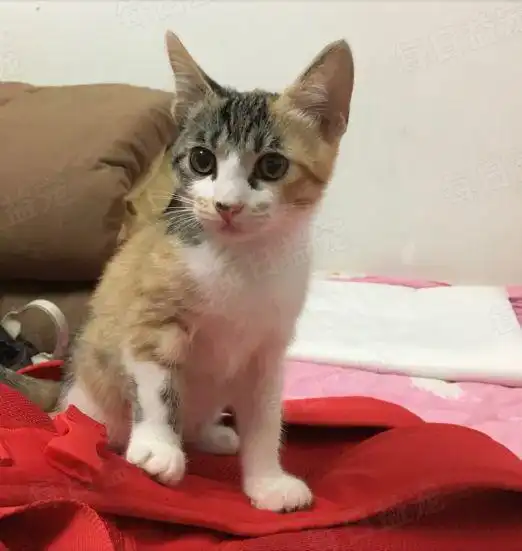 我养了2年的猫,被妈妈亲手扔了,爱再深也容不下一只猫
