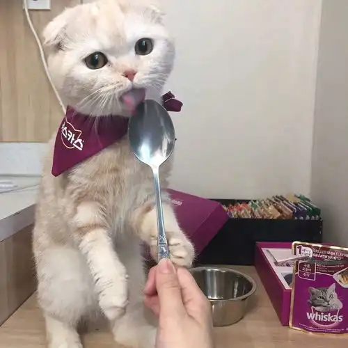 萌宠头像丨今天的杂七杂八都是快乐
