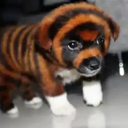 染色的虎皮狗怎么救治,听说只能养一个星期
